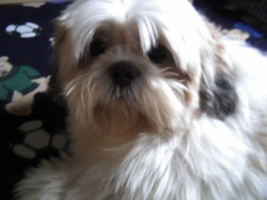 Lucianito es el perrito más hermoso de la tierra, tiene un carácter muy especial, es mi razón de vivir, me acompaña cuando estoy sola, seca mis lágrimas si estoy triste y si estoy feliz él está a mi lado celebrando... lejos es lo más hermoso que le ha pasado a mi vida... lo amo con todo mi corazón... Lucianito es el perrito más hermoso de la tierra, tiene un carácter muy especial, es mi razón de vivir, me acompaña cuando estoy sola, seca mis lágrimas si estoy triste y si estoy feliz él está a mi lado celebrando... lejos es lo más hermoso que le ha pasado a mi vida... lo amo con todo mi corazón...